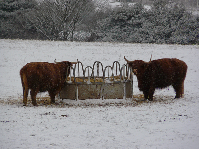 Hastings Country Park Highlanders 3