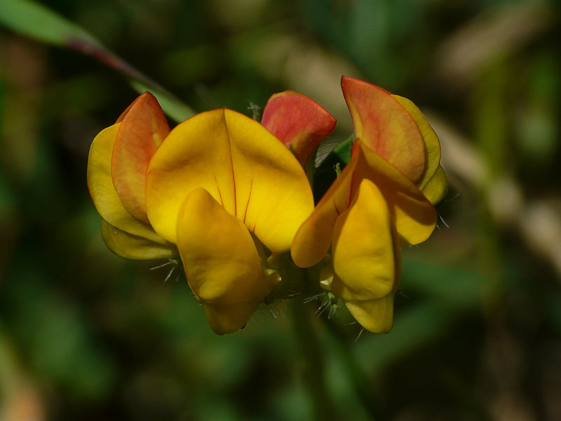 Birdsfoot Trefoil