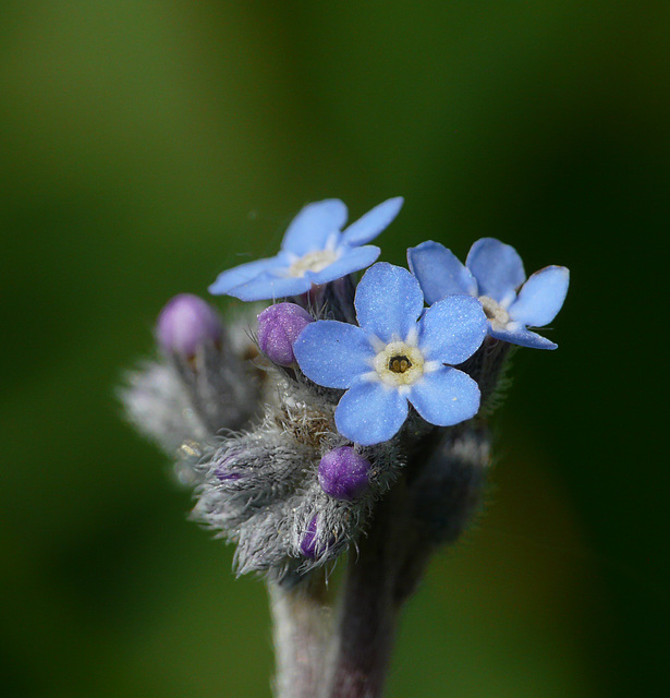 Forget-me-not Tiny