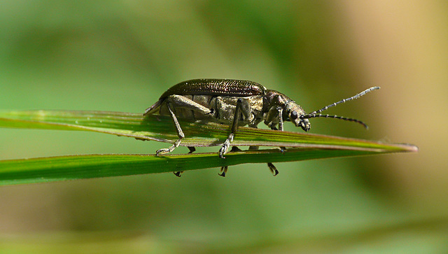 Reed Beetle