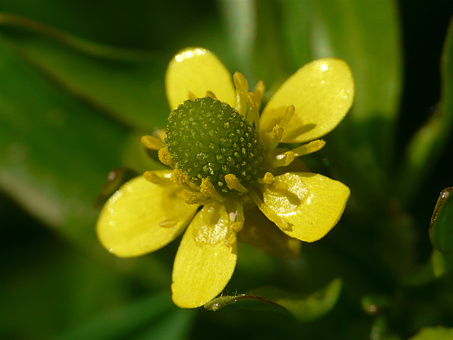 Celery-leaved Buttercup