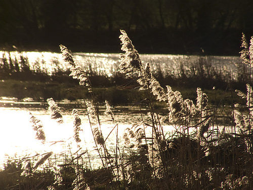 New Filsham Marsh