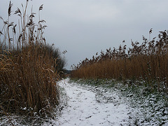 Reeds in Snow