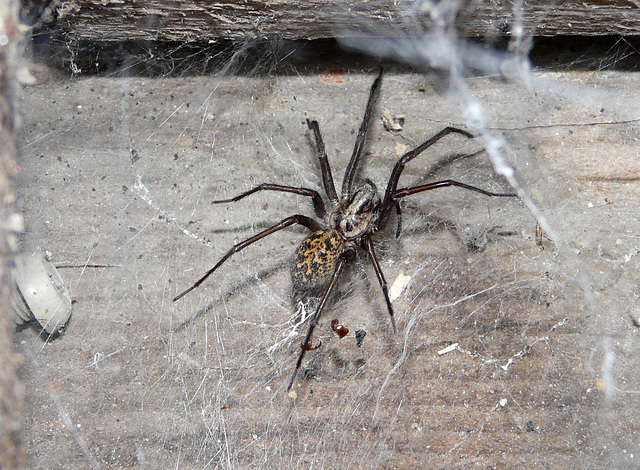 House Spider