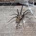 House Spider