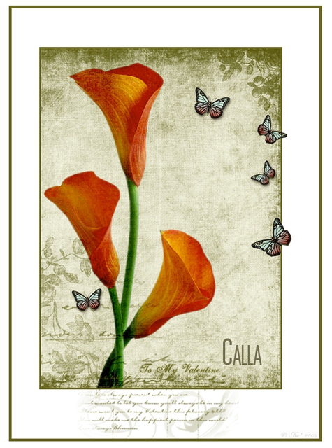 Calla