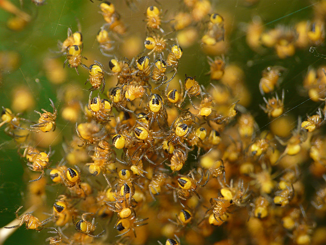 Garden Spiderlings