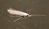 Coleophora ibipennella Moth