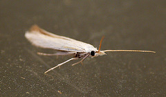 Coleophora ibipennella Moth