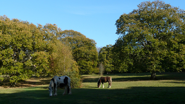 Horses Grazing