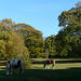 Horses Grazing