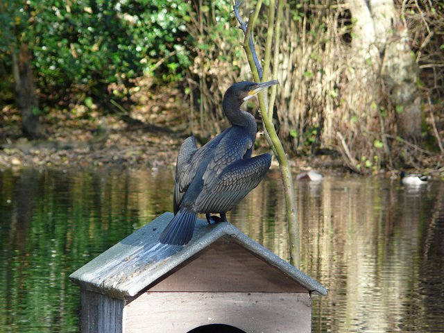 Cormorant