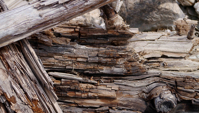 Deadwood at Wapta Falls