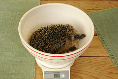 junger Igel