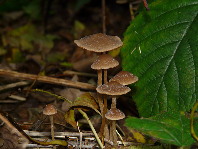 Possibly Common Bonnet