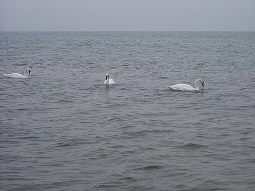 Schwäne in der Ostsee