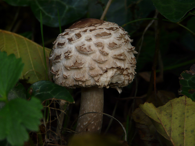 Shaggy Parasol Unopened