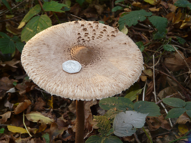 Shaggy Parasol Open