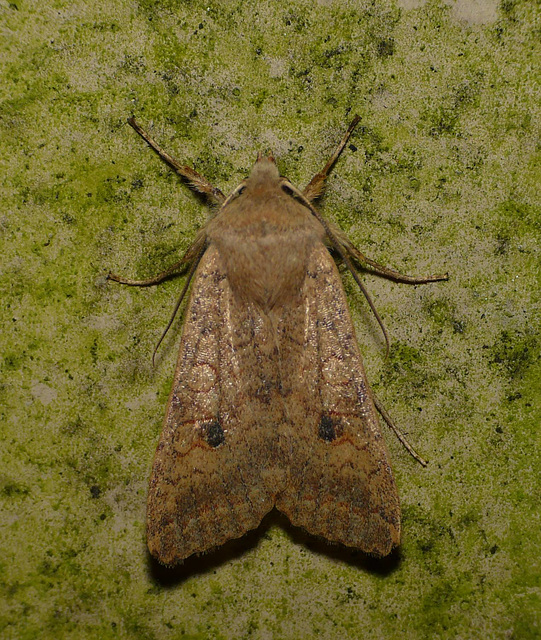 Yellow-line Quaker