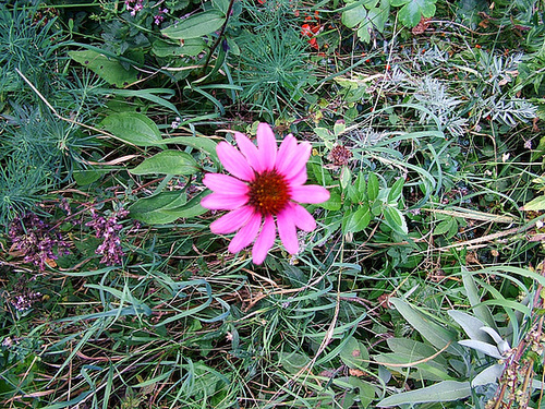 Purpura eĥinaceo en Hungario