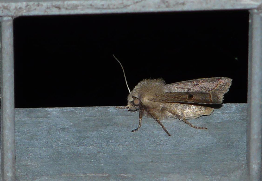 Red-line Quaker