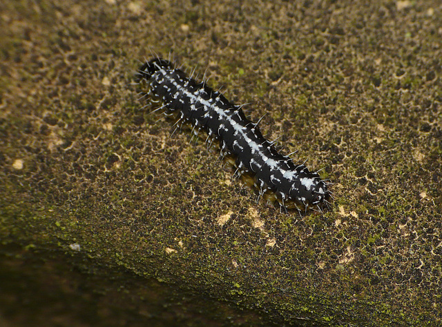 Marbled Green Moth Caterpillar