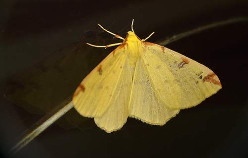 Brimstone Moth