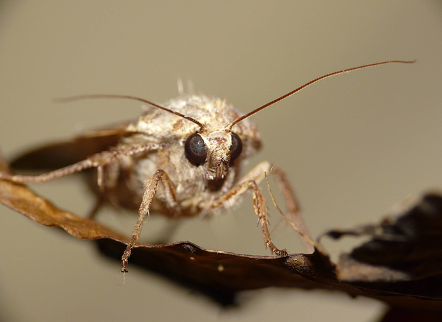 Elderly Large Yellow Underwing