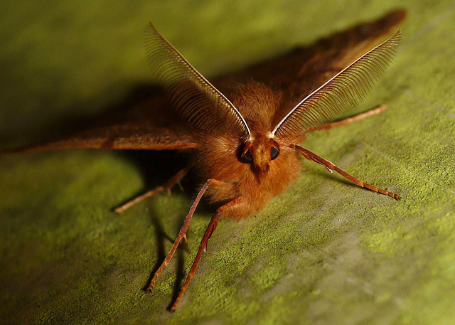 Feathered Thorn -Face