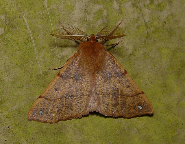 Feathered Thorn -Top