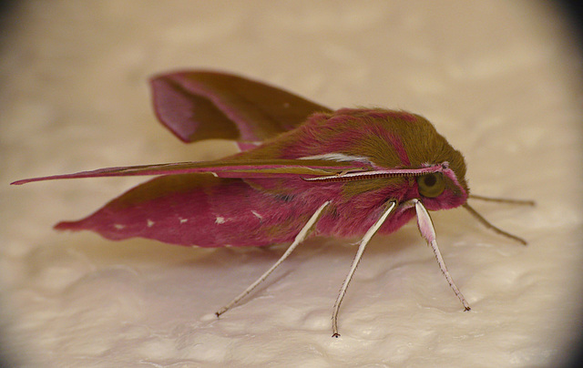 Reared Elephant Hawk Moth -Ella Side