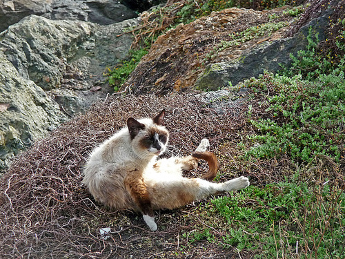 Somewhat Feral Cat (2795)