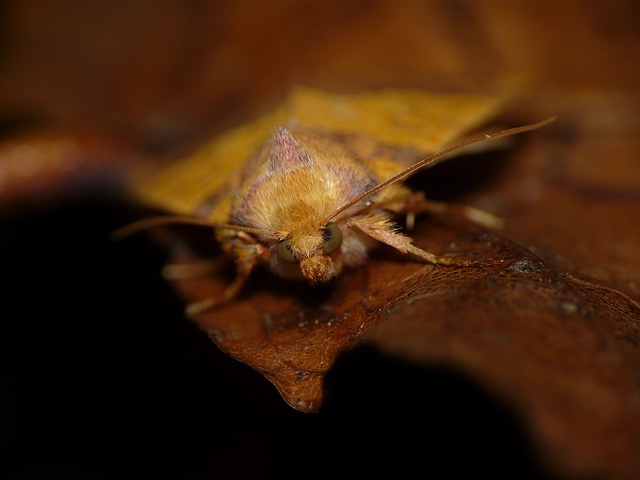 Barred Sallow Starring @ U