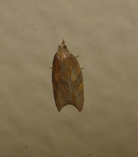 Rhomboid Tortrix