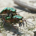 Green Tiger Beetles -Serious Mandibles