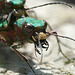 Green Tiger Beetles -Face