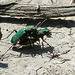 Green Tiger Beetles Mating pair