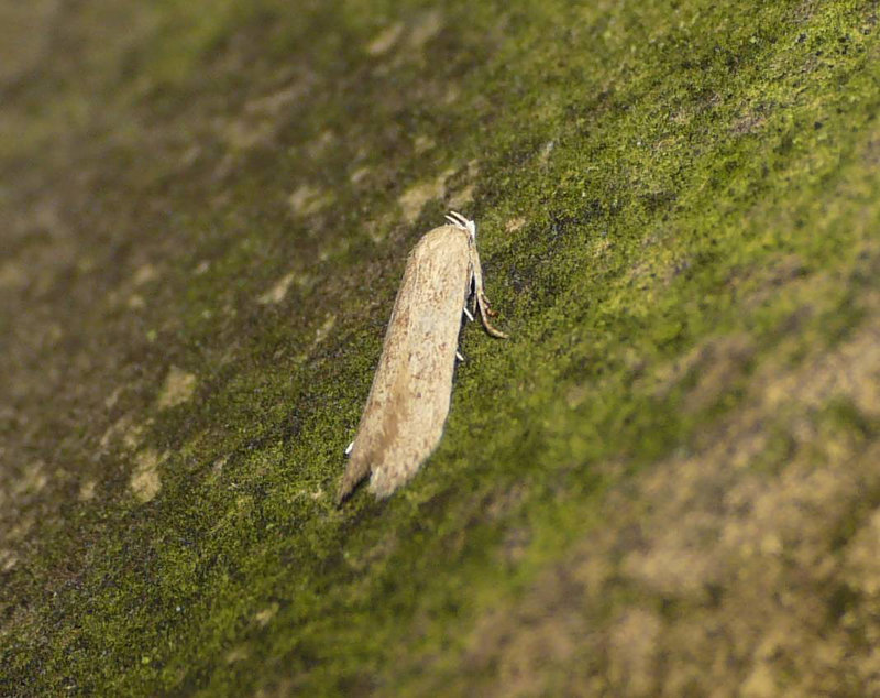 Blastobasis Lacticolella