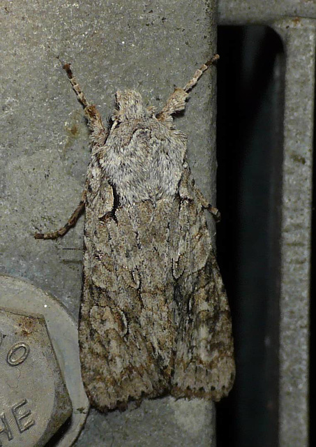 Grey Shoulder-knot