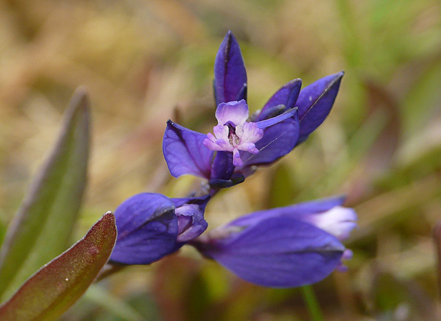 Common Milkwort