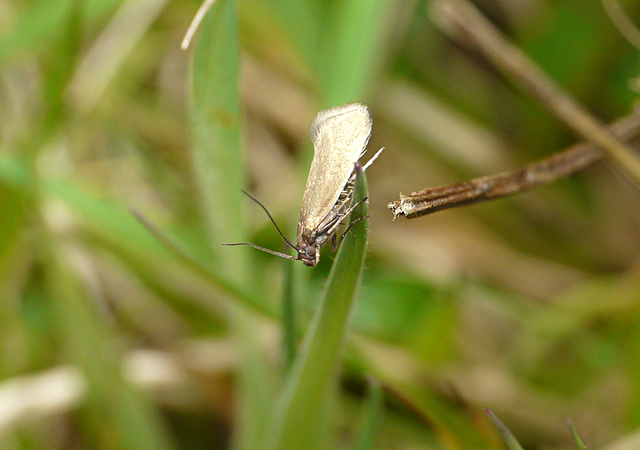 Glyphipterix fuscoviridella