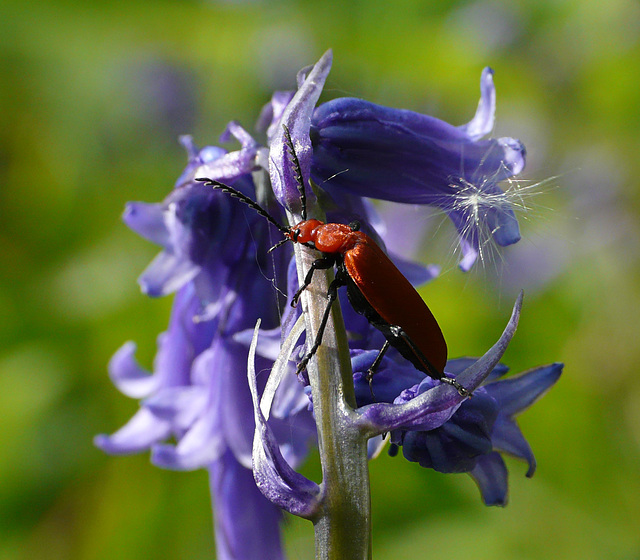 Cardinal Beetle