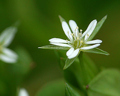 Water Chickweed