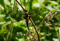 Broad-bodied Chaser - Female