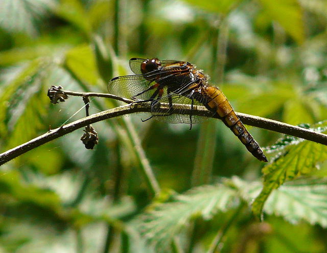 Broad-bodied Chaser - Female Side