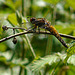 Broad-bodied Chaser - Female Side