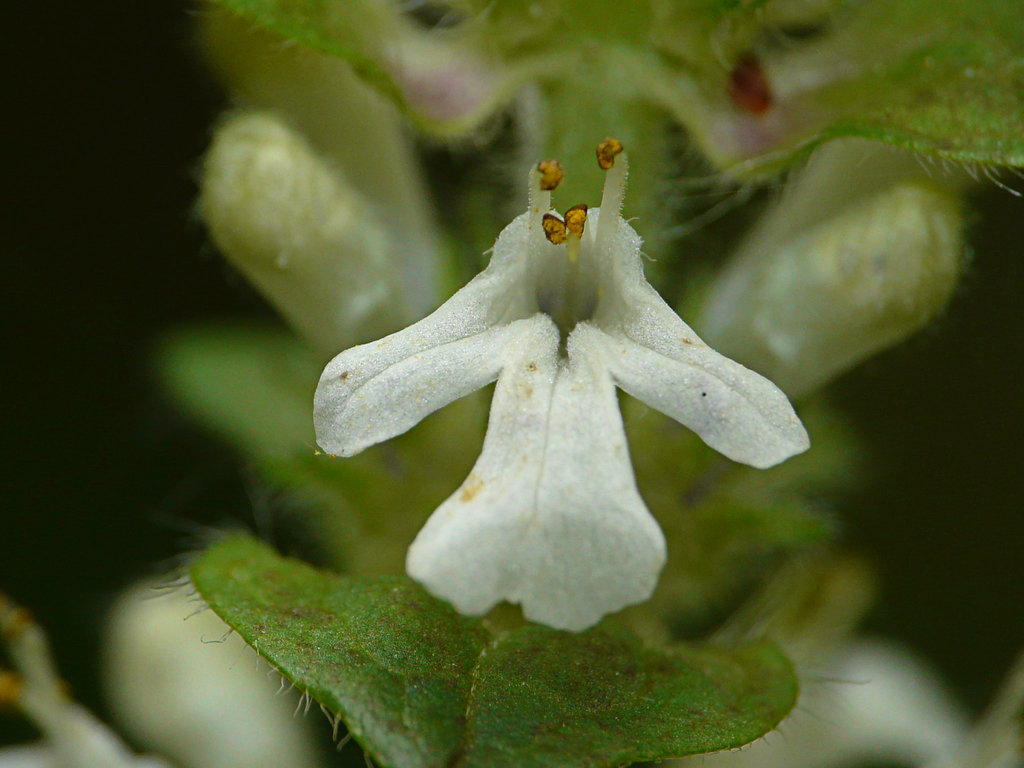 White Bugle White Bugle