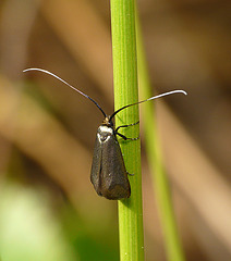 Adela reaumurella