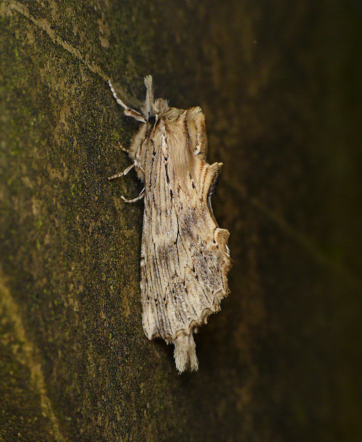 Pale Prominent