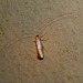 Nematopogon swammerdamella -Top